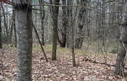 NH Rte 175, Holderness, NH 03245