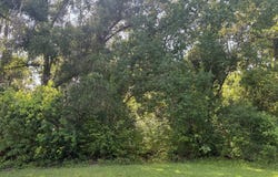 Peachtree, Douglas, GA 31533