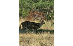 2724 Sd 24910, Rocksprings, TX 78880