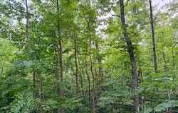 Old Ferry Road, Hinckley, MN 55037