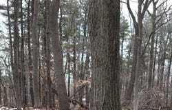 Crystal View Commons lot: 5, Beulah, MI 49617