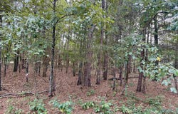 Ellen lot: 5, Higden, AR 72067