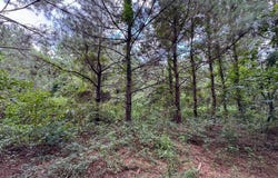 2 Provencal Vowell Mills Road, Provencal, LA 71468