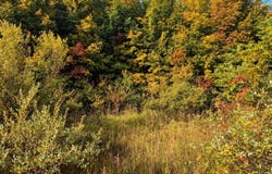 Parcel 3 E Darga Road, Cedar, MI 49621