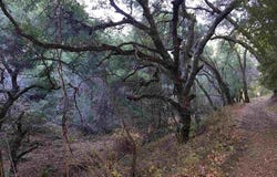 Lark Ln, Alamo, CA 94507