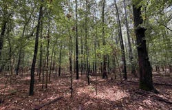 Smith Rd, Woodlawn, AR 71665