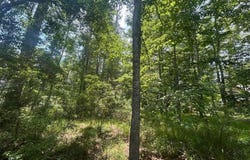 Pine Tree Road, Pachuta, MS 39347