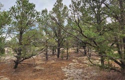 14 Conifer Circle, Pie Town, NM 87827