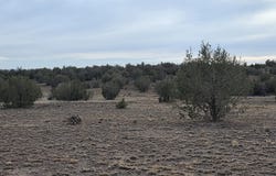 245 Antelope Run Rd, Ash Fork, AZ 86320