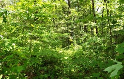 Mockingbird Lane, Sylva, NC 28779