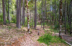 222 Wonder Lane, Wilderville, OR 97543