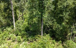 NE 262nd Ave, Old Town, FL 32680