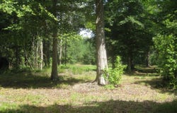 Slab Landing Road, North, SC 29112