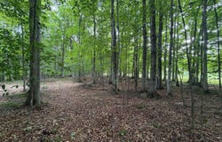 Wangeman Road, East Jordan, MI 49727