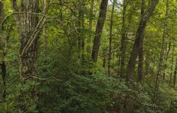 Yankee Run Rd, Marion, NC 28752
