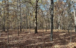 Route Z Highway, Van Buren, MO 63965