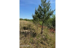 Coon Hollow Rd, Sunbright, TN 37872