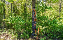 Burntfields Rd, Fulton, MS 38843