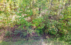 Mt Clouds Tr lot: 30, Duff, TN 37729