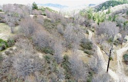 walnut, Cedar Glen, CA 92321