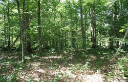 Lakview Drive, Wappapello, MO 63966