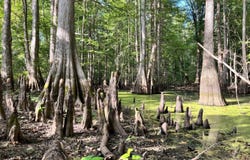 Approx. 9500 US 80 W, Marion Junction, AL 36759