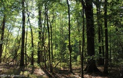 9 Star Landing Road, Nesbit, MS 38651