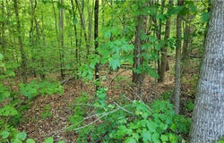 Lynden Loop, Westminster, SC 29693