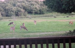 5260 Townhall Road, Hale, MI 48739