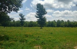TRACT 8 HWY 990, Simms, TX 75574