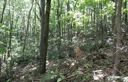 Lot 320 Ridge Run, Claysburg, PA 16625