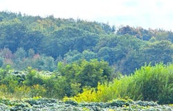 Hardscrabble Road, Westfield, NY 14787