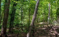 6800 Wolf Pen Rd, Pocahontas, TN 38061