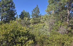 Cote Canyon, Sprague River, OR 97639