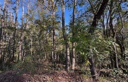 1213 Liberty, Natchez, MS 39120