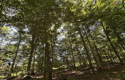 2014 MOUNT EPHRAIM Road, ADAMSTOWN, MD 21710