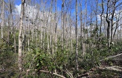 Red Clover Rd, Beech Mountain, NC 28622