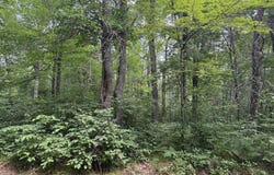 91XX E Hilltop Dr, Solon Springs, WI 54873