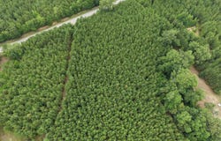 Hwy 3, Barnwell, SC 29812