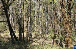 Iris Cir lot: 7, Philomath, OR 97370