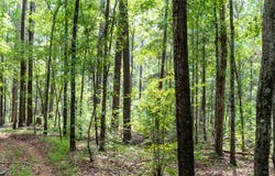 3 Comers Pond Rd, Pittsview, AL 36871