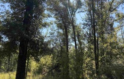 NE CHERVIL Drive, Lee, FL 32059