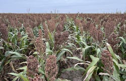 E Road 17, Ulysses, KS 67880