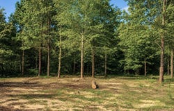 W Highway 270, Sheridan, AR 72150