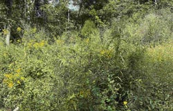E Mud River Road, Milton, WV 25541