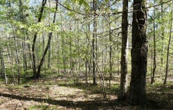 BULL BR Dr, Double Springs, AL 35553