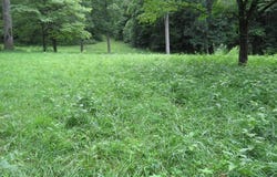 Lotus, Sylva, NC 28779