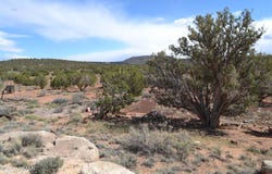 32 N8544, Concho, AZ 85924