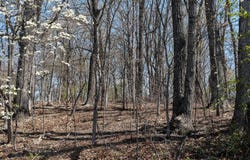 0.67 Acres SHUTTERLEE MILL RD, STAUNTON, VA 24401
