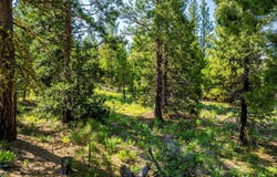 9454 Ridge Road, Alturas, CA 96101